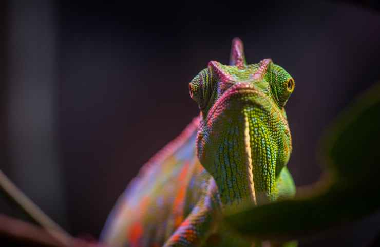 chameleon in tilt shift lens photography